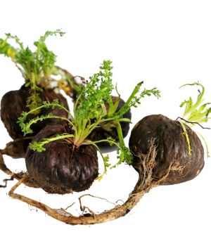 Black-Maca-Extract-Lepidium-meyenii-scaled-1-1024x845-1-r28k9eazhkdchyh02bg8lobbf36wthkdyv0hlafagc.jpg